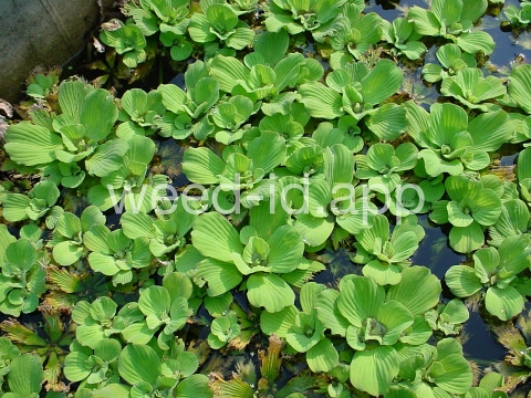 waterlettuce